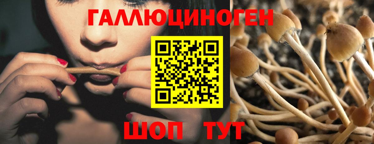 Галлюциногенные грибы Psilocybine cubensis  Вход с VPN  Горно-Алтайск 